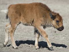 Baby Bison Put Down After Tourists Put It In Their Car