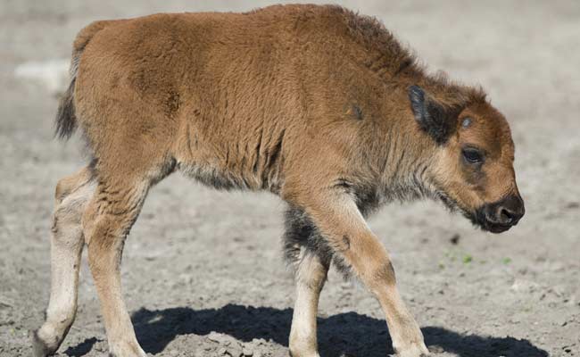 Baby Bison Put Down After Tourists Put It In Their Car