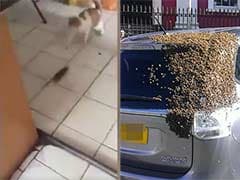 Rat Chases Cat. 20,000 Bees Chase a Car. Social Media be Like 'What?!'