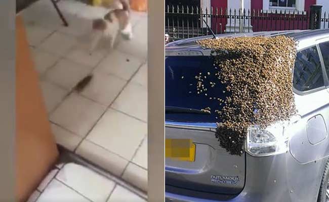 Rat Chases Cat. 20,000 Bees Chase a Car. Social Media be Like 'What?!'