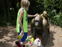 Killing Of Gorilla To Save Boy At Zoo Sparks Outrage