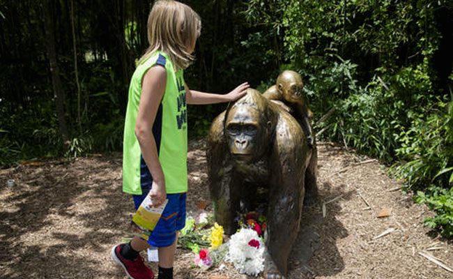 Killing Of Gorilla To Save Boy At Zoo Sparks Outrage