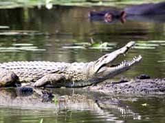 Mom Saves Toddler From Crocodile By Blocking Reptile's Nose