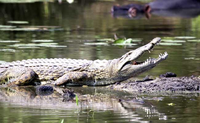 यूपी के बहराइच में मगरमच्छ से आंधे घंटे तक लड़ता रहता अधेड़, हालत गंभीर