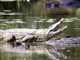 Villagers Rescue 6-Foot Long Crocodile From Pond In Odisha Villagers Rescue 6-Foot Long Crocodile From Pond In Odisha