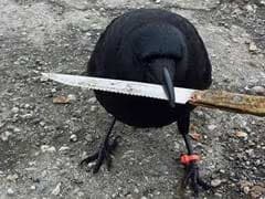 The Odd Story Of A Crow That Meddled In A Crime Scene - By Stealing A Knife