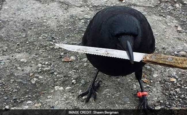 The Odd Story Of A Crow That Meddled In A Crime Scene - By Stealing A Knife