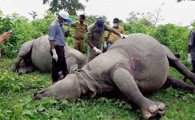 Lightning Kills 2 Rhinos In West Bengal's Gorumara National Park