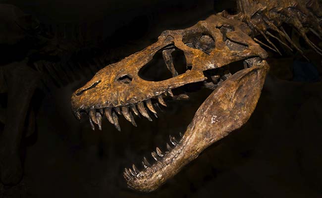 This Dinosaur Had a Heartbreaking Life. Now She's Famous - And an Inspiration.