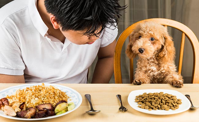 Dog's Dinner: Swedish Restaurant Adds Canine Menu