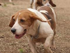 The Moment 42 Rescued Beagles in Bengaluru Get Bail From Jail