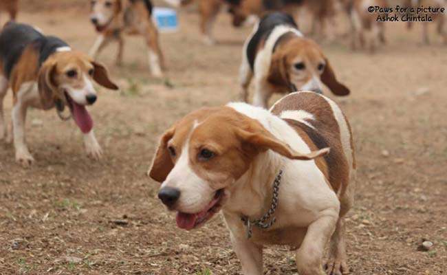 The Moment 42 Rescued Beagles in Bengaluru Get Bail From Jail