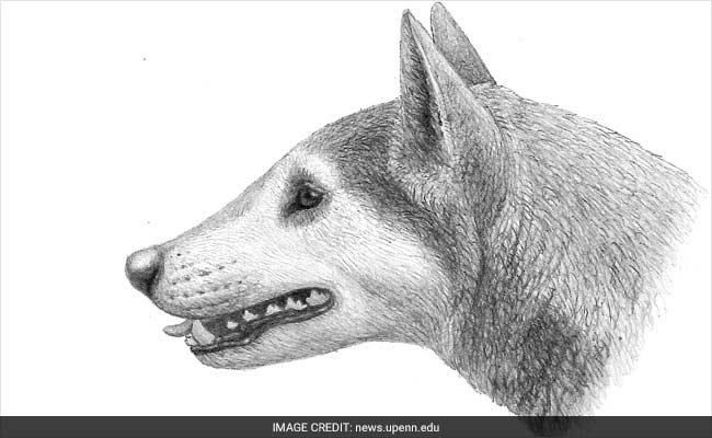 New Dog Species That Roamed Earth 12 Million Years Ago Identified