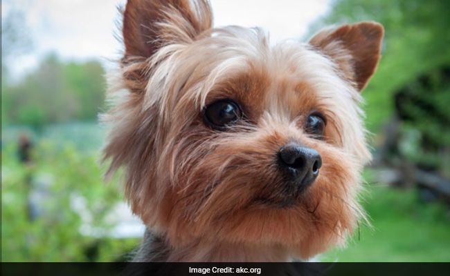 Microchip Helps Reunite UK Dog With Owners After 5 Years