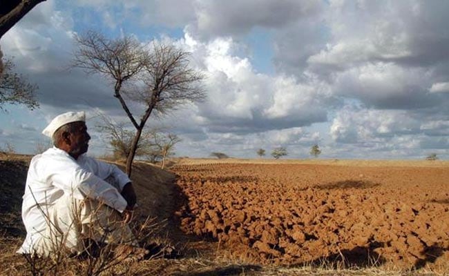 कम बारिश से मुरझाए किसानों के चेहरे, 5 लाख हेक्टेयर फसल बर्बाद होने का खतरा बढ़ा