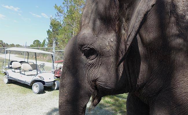 Vet Dies After Being Trampled By Rare 5.5-Tonne Elephant