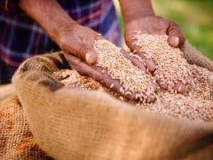 Punjab, Haryana Procure 174 Lakh Tonnes of Wheat