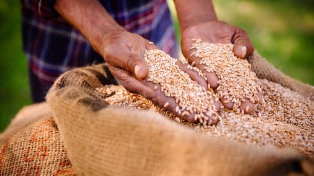 Punjab, Haryana Procure 174 Lakh Tonnes of Wheat