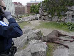 Moose On The Loose Makes A Dash For Cash