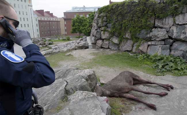 Moose On The Loose Makes A Dash For Cash