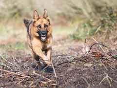 Dog Chases Off ISIS Fighters In Iraq, Saves Lives Of British Troops