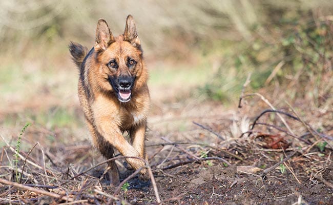 Dog Chases Off ISIS Fighters In Iraq, Saves Lives Of British Troops