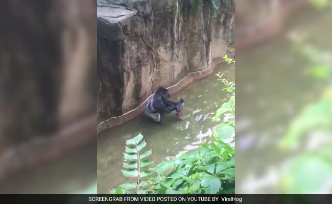 No Charges Against Mother In Cincinnati Gorilla Case: Prosecutor