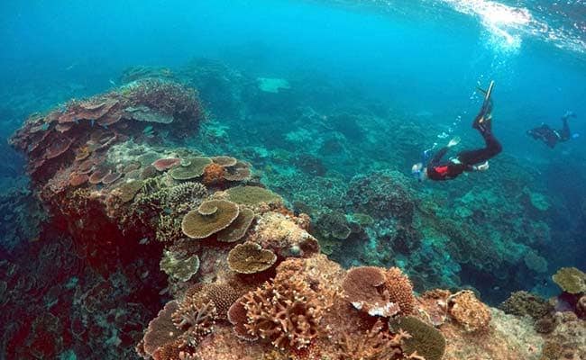 Vast New Reef Discovered Hiding Behind Great Barrier Reef