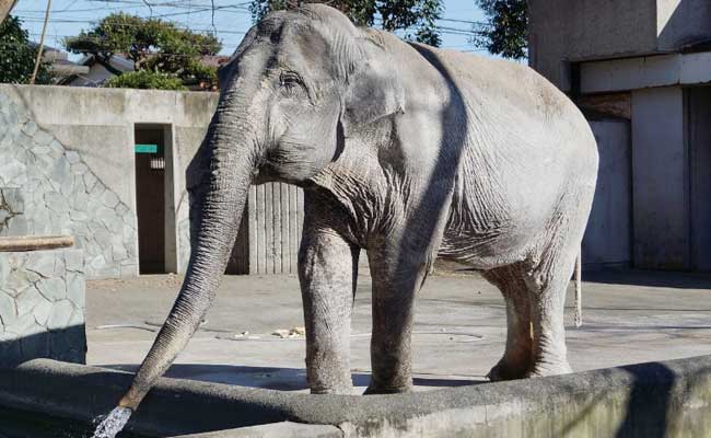 Japan's Oldest Elephant 'Hanako' Dies At 69