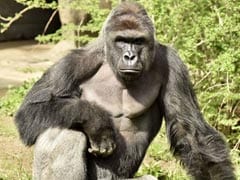 US Police Launch Probe Into Gorilla Exhibit Incident
