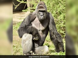 US Police Launch Probe Into Gorilla Exhibit Incident US Police Launch Probe Into Gorilla Exhibit Incident