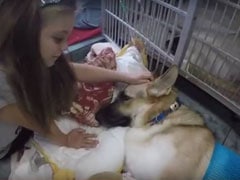'Hero' Dog Saves 7-Year-Old Girl From Rattlesnake In US