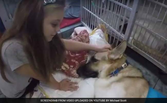 'Hero' Dog Saves 7-Year-Old Girl From Rattlesnake In US