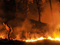 Low Moisture, Heat Led To Uttarakhand, Himachal Forest Fires: Prakash Javadekar