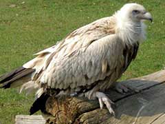 Rare Himalayan Vulture Rescued From Srinagar Released In Dachigam