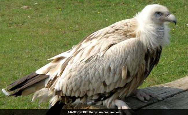 Eight Captive-Reared Vultures To Be Released With Tracking Devices