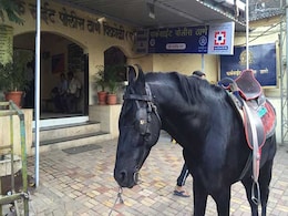 राहगीर को घोड़े ने किया गंभीर रूप से घायल, चश्मदीद नहीं पहचान पा रहे 'हमलावर' को राहगीर को घोड़े ने किया गंभीर रूप से घायल, चश्मदीद नहीं पहचान पा रहे 'हमलावर' को