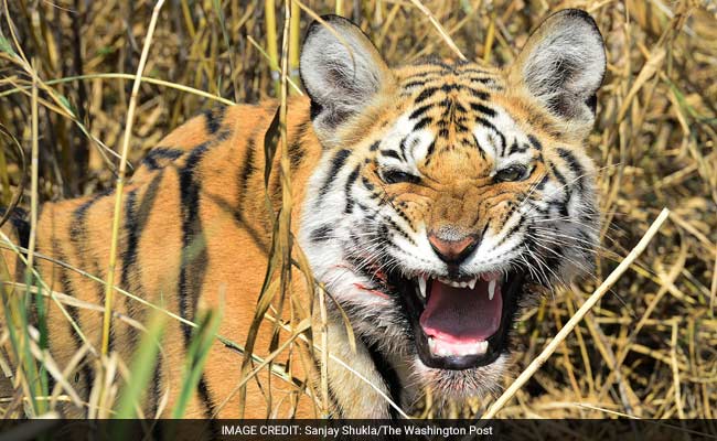 Endangered Tigers Under Threat In Indian Forest That Inspired 'Jungle Book'