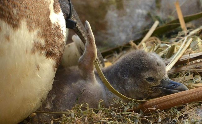 Japan Hatches Penguin Chicks Using Artificial Insemination