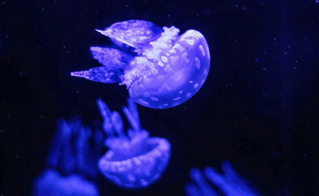 China Police Seize Tonnes Of Man-Made Fake Jellyfish From Huzhou