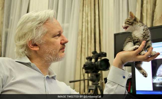 Wikileaks Founder Julian Assange Welcomes This Purry Friend At Ecuador Embassy