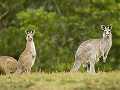 1900 Kangaroos To Be Killed In Australia For 'Devastating Impact On Environment'