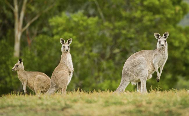 1900 Kangaroos To Be Killed In Australia For 'Devastating Impact On Environment'