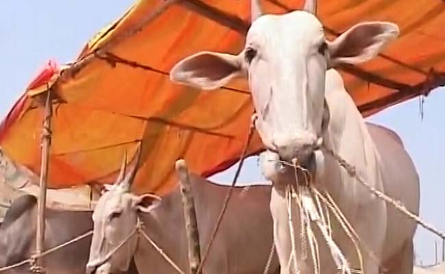 Cattle Sold In Markets Cannot Be Slaughtered, Says Government
