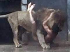 Two Lions Were Shot And Killed In Order To Save A Man