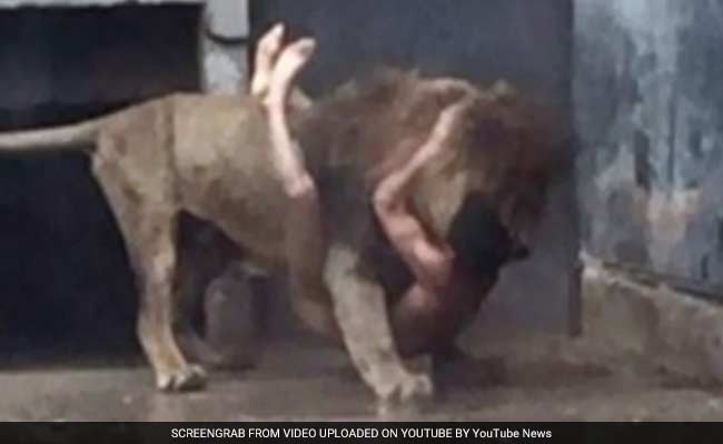 Two Lions Were Shot And Killed In Order To Save A Man