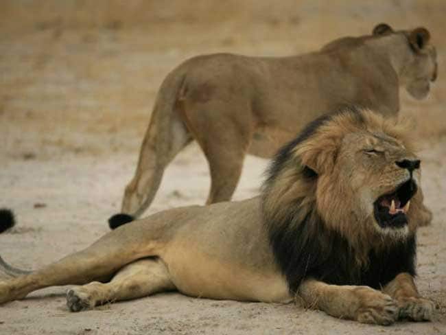 गीर में शेर के हमलों में तीन लोगों के मारे जाने के बाद 13 शेरों को पिंजड़े में कैद किया गया