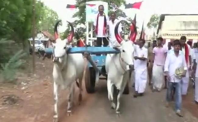 Karunanidhi's Youngest Son Rides A Bullock Cart To Reach Out To Voters