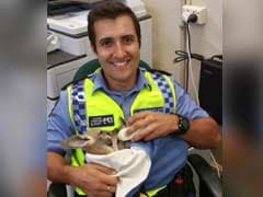'Massive' Eagle Snatched Australian Police Officer's Adopted Kangaroo - Then He Snatched The Baby Animal Back