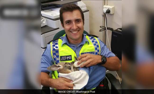 'Massive' Eagle Snatched Australian Police Officer's Adopted Kangaroo - Then He Snatched The Baby Animal Back